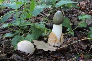 phallus impudicus (1) (1000 x 668).jpg_product_product_product_product